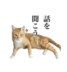 三毛＆茶トラ ウチの猫スタンプ①（個別スタンプ：11）