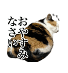 三毛＆茶トラ ウチの猫スタンプ①（個別スタンプ：12）