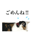 三毛＆茶トラ ウチの猫スタンプ①（個別スタンプ：13）