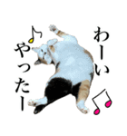 三毛＆茶トラ ウチの猫スタンプ①（個別スタンプ：14）