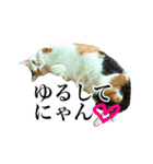 三毛＆茶トラ ウチの猫スタンプ①（個別スタンプ：15）