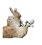 三毛＆茶トラ ウチの猫スタンプ①（個別スタンプ：16）