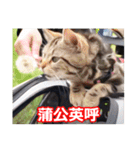 ちょりスタンプ おでかけパック(繁)（個別スタンプ：8）