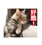 ちょりスタンプ かーえーのー♡パック(繁)（個別スタンプ：37）