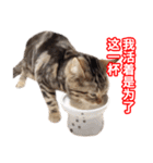 ちょりスタンプ ちょりごはんパック(簡)（個別スタンプ：3）
