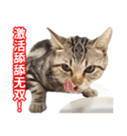 ちょりスタンプ ちょりごはんパック(簡)（個別スタンプ：7）