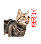 ちょりスタンプ ちょりごはんパック(簡)（個別スタンプ：9）