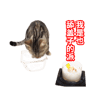ちょりスタンプ ちょりごはんパック(簡)（個別スタンプ：10）