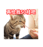 ちょりスタンプ ちょりごはんパック(簡)（個別スタンプ：15）