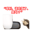 ちょりスタンプ ちょりごはんパック(簡)（個別スタンプ：17）
