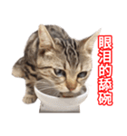 ちょりスタンプ ちょりごはんパック(簡)（個別スタンプ：25）