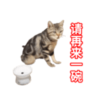 ちょりスタンプ ちょりごはんパック(簡)（個別スタンプ：40）