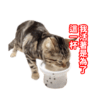 ちょりスタンプ ちょりごはんパック(繁)（個別スタンプ：3）
