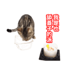 ちょりスタンプ ちょりごはんパック(繁)（個別スタンプ：10）