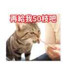 ちょりスタンプ ちょりごはんパック(繁)（個別スタンプ：15）