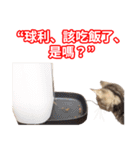ちょりスタンプ ちょりごはんパック(繁)（個別スタンプ：17）
