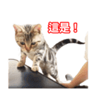 ちょりスタンプ ちょりごはんパック(繁)（個別スタンプ：19）