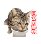 ちょりスタンプ ちょりごはんパック(繁)（個別スタンプ：25）