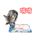 ちょりスタンプ ちょりごはんパック(繁)（個別スタンプ：26）