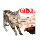 ちょりスタンプ ちょりごはんパック(繁)（個別スタンプ：27）
