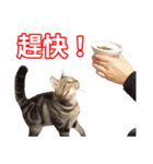 ちょりスタンプ ちょりごはんパック(繁)（個別スタンプ：30）