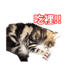 ちょりスタンプ ちょりごはんパック(繁)（個別スタンプ：34）