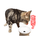 ちょりスタンプ ちょりごはんパック(繁)（個別スタンプ：38）