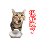 ちょりスタンプ ちょりごはんパック(繁)（個別スタンプ：39）