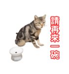 ちょりスタンプ ちょりごはんパック(繁)（個別スタンプ：40）