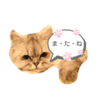 チンチラ猫のMOMO ＆ RIN（個別スタンプ：8）