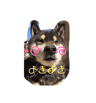 黒柴りゅうさん1（個別スタンプ：7）