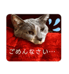 はたね家の日常（個別スタンプ：6）