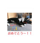 はたね家の日常（個別スタンプ：7）