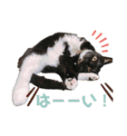 はたね家の日常（個別スタンプ：13）