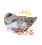 はたね家の日常（個別スタンプ：21）