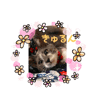 はたね家の日常（個別スタンプ：22）