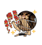 正月 フクロモモンガ（個別スタンプ：7）