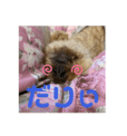 モカりんぐすの日常3（個別スタンプ：12）