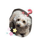 トイプードルALBUM *（個別スタンプ：5）