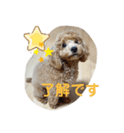 トイプードルALBUM *（個別スタンプ：6）