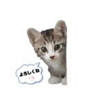 キジ白＆シャムMIX うにまろbaby（個別スタンプ：1）