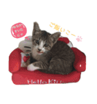 キジ白＆シャムMIX うにまろbaby（個別スタンプ：2）