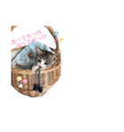 キジ白＆シャムMIX うにまろbaby（個別スタンプ：4）