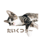 キジ白＆シャムMIX うにまろbaby（個別スタンプ：7）