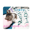 キジ白＆シャムMIX うにまろbaby（個別スタンプ：10）