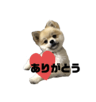 桃ノ介3（個別スタンプ：1）