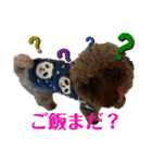 トイプードルfamily2（個別スタンプ：1）
