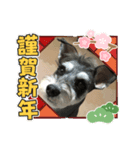 シュナウザー クゥ正月＆xmas（個別スタンプ：2）