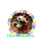 シュナウザー クゥ正月＆xmas（個別スタンプ：3）