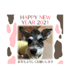 シュナウザー クゥ正月＆xmas（個別スタンプ：7）